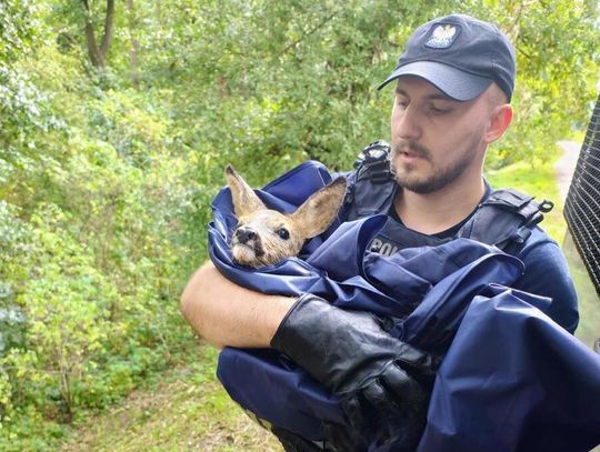 Policjanci z Krakowa bohaterami. Uratowali tonącą sarenkę w Słubicach