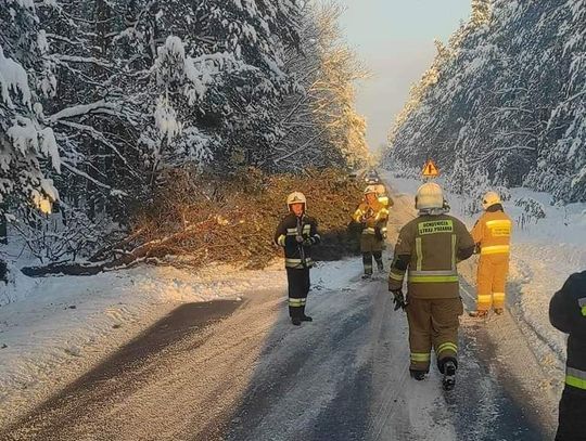 Powalone drzewo na trasie Bolesław - Klucze. Trwa akcja strażaków