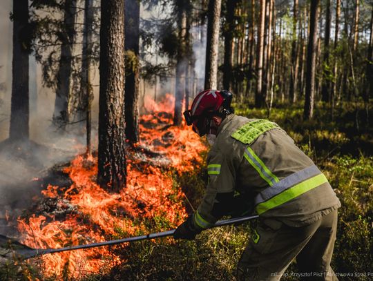Puszcza Solska, strażacy z Małopolski, pożar na lubelszczyźnie, pożar puszczy Solskiej, Biłgoraj, Lubelszczyzna