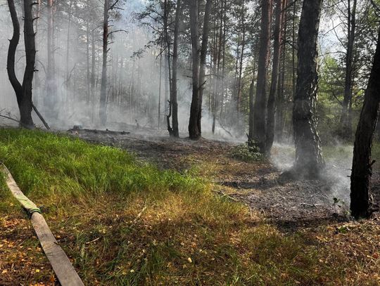 Pożar w Bolesławiu. Ogień objął około 20 arów poszycia leśnego