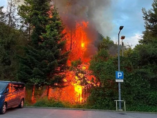 Wieliczka, ul Tadeusza Kościuszki, pożar w Wieliczce, ogródki działkowe, Lidl, akcja gaśnicza, zastępy straży pożarnej