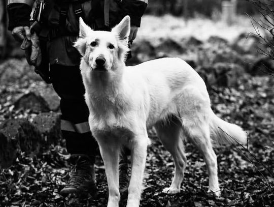 Bagira, Goszcza, OSP Goszcza, grupa poszukiwawczo-ratownicza, nie żyje pies ratownik, odszedł pies ratownik, nie żyje Bagira