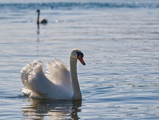 Waksmund, powiat nowotarski, Podhale, powiat limanowski, powiat tatrzański, łabędź niemy