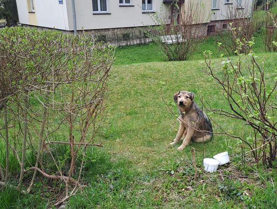 Rabka-Zdrój. Wypuścił psa z bagażnika na ulicy Słonecznej i uciekł