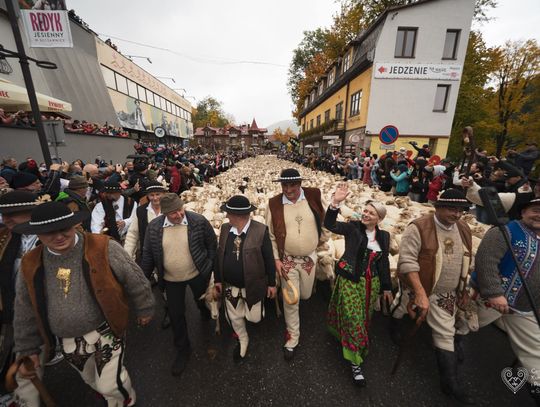 Redyk Jesienny w Szczawnicy, baca Józef Klonowski, baca Andrzej Majewski, redyk, owce, podróż, Beskid Niski, Nowy Targ
