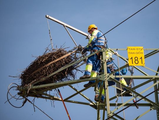 Sądecczyzna. Energetycy TAURON Dystrybucja przenieśli bocianie gniazdo