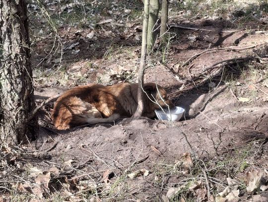 Skonałby w męczarniach. Leśniczy uratował psa przykutego łańcuchem do drzewa Dąbrowa Tarnowska, pies przywiązany łańcuchem do drzewa, piekło z gotowane psu w lesie, znęcanie się nad psem, pies przywiązany łańcuchem