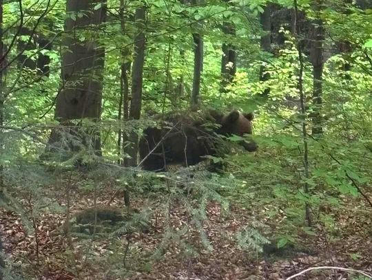 niedźwiedź Podhale, niedźwiedź Raba Wyżna, niedźwiedź Harkabuz, poseł Siarka niedźwiedź