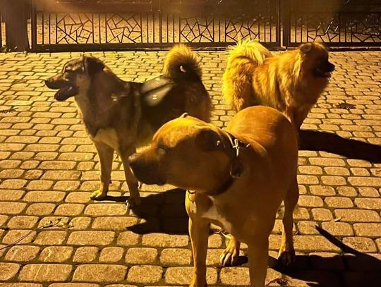 agresywne psy, Rdzawka, Podhale, powiat nowotarski, policja w Nowym Targu, prośba o udostępnienie