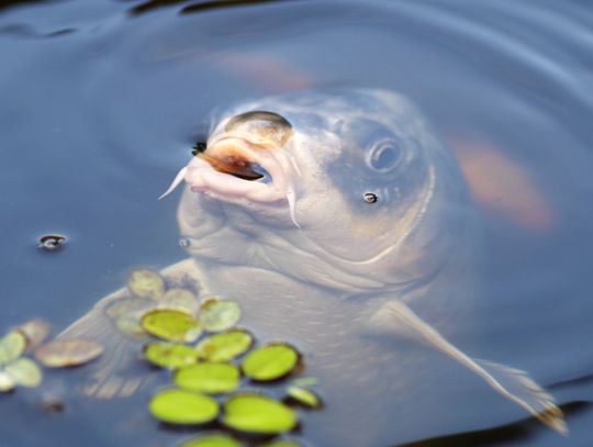 Karp