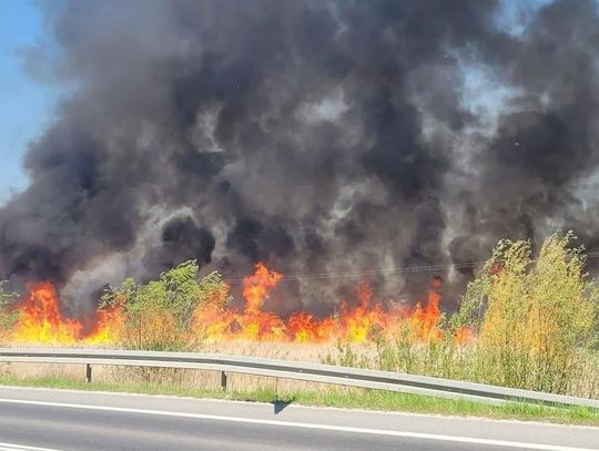 Proszowice, obwodnica Proszowic, pożar, poważny pożar, pożar w rejonie obwodnicy Proszowic, akcja gaśnicza, straż pożarna, zastępy straży pożarnej