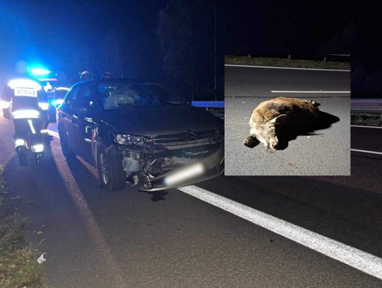 Wypadek z udziałem dzikiego zwierzęcia na DK94 pod Olkuszem [FOTO]