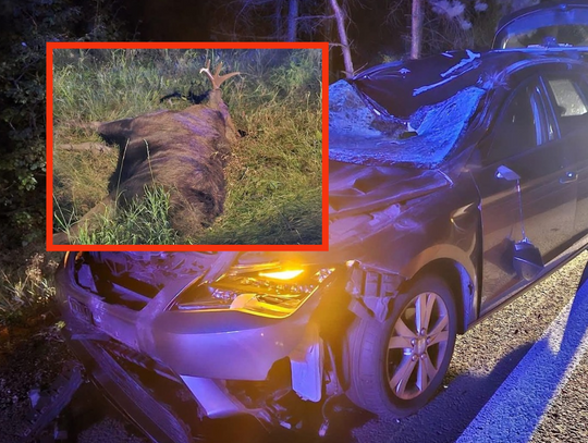 wypadek w Bolesławiu, powiat olkuski, zdarzenie samochodu osobowego z łosiem, łoś, dzika zwierzyna, Bolesław