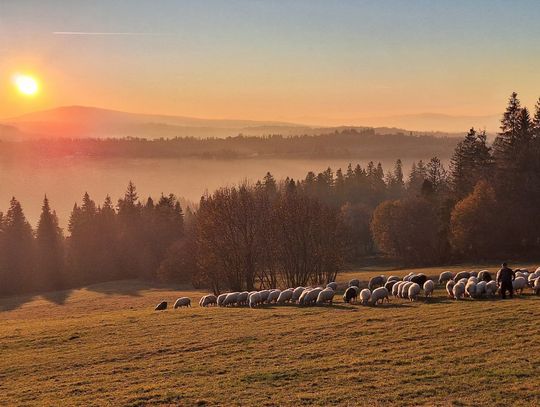 Zakopiański redyk tuż-tuż. W tym roku owce przejdą nową trasą
