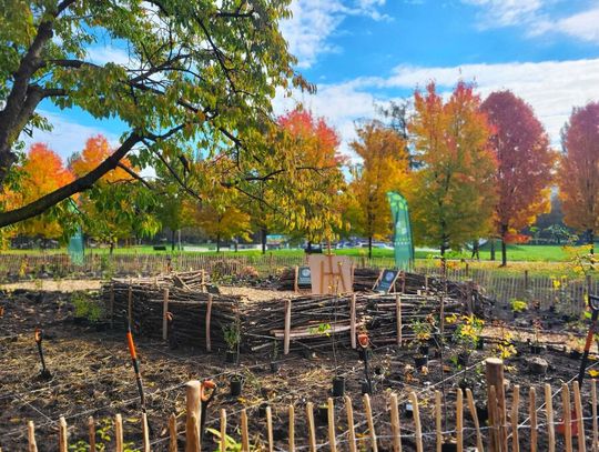 Planty Mistrzejowickie, Kraków, teren zielony w Mistrzejowicach, Mistrzejowice, Kraków, nowy las, nasadzenia, mikrolas