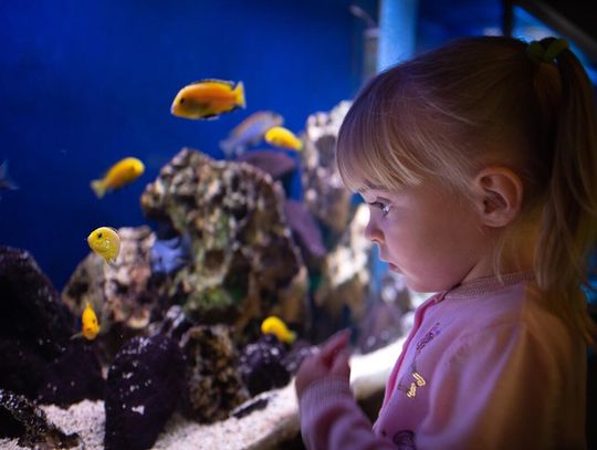 Zestaw do pierwszego akwarium – Sprawdź, czego potrzebujesz Zestaw do pierwszego akwarium – Sprawdź, czego potrzebujesz