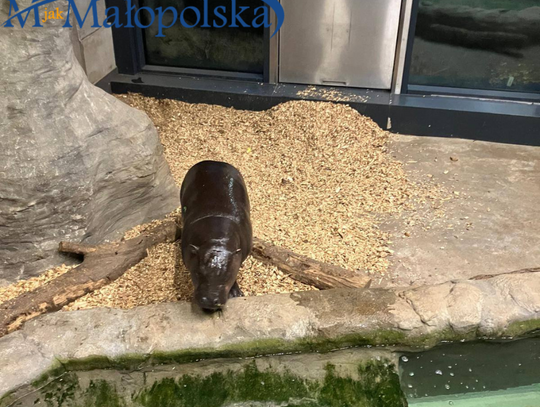 Zilo - hipopotamek karłowaty