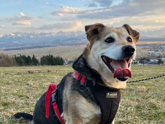 Znamy wyniki kontroli w nowotarskim schronisku. Ważne oświadczenie po fali oskarżeń!