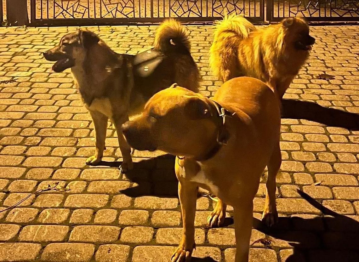 Rdzawka, Rabka-Zdrój, Podhale, powiat nowotarski, na sygnale, agresywne psy na Podhalu, udana akcja Policji