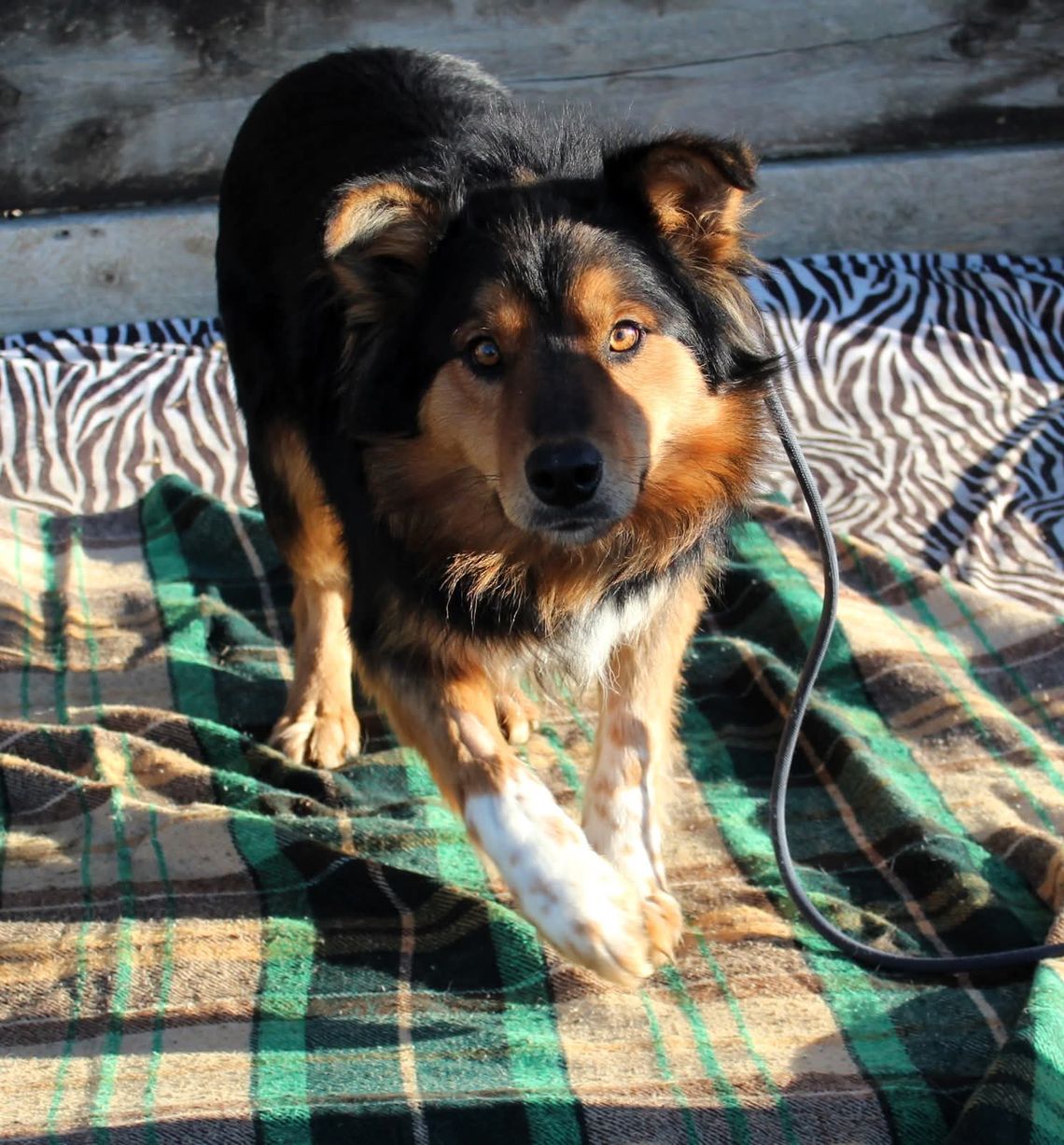 Schronisko dla psów w Nowym Targu, Nowy Targ, Kokoszków, Podhale, powiat nowotarski, bezdomne zwierzęta