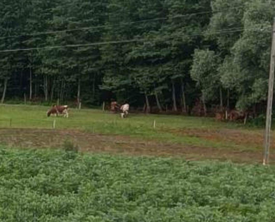 Cztery krowy zaginęły w powiecie proszowickim. Trwają poszukiwania