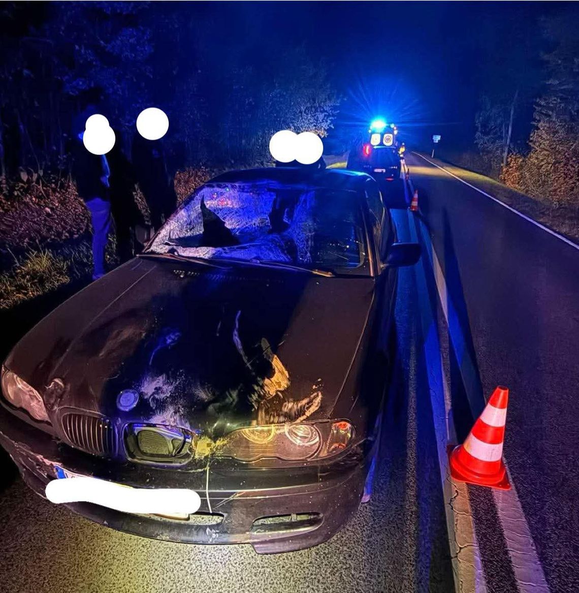 Zabłędza, powiat tarnowski, zderzenie samochodu osobowego z łosiem, łoś, poszkodowana osoba, wypadek drogowy, zderzenie z dziką zwierzyną