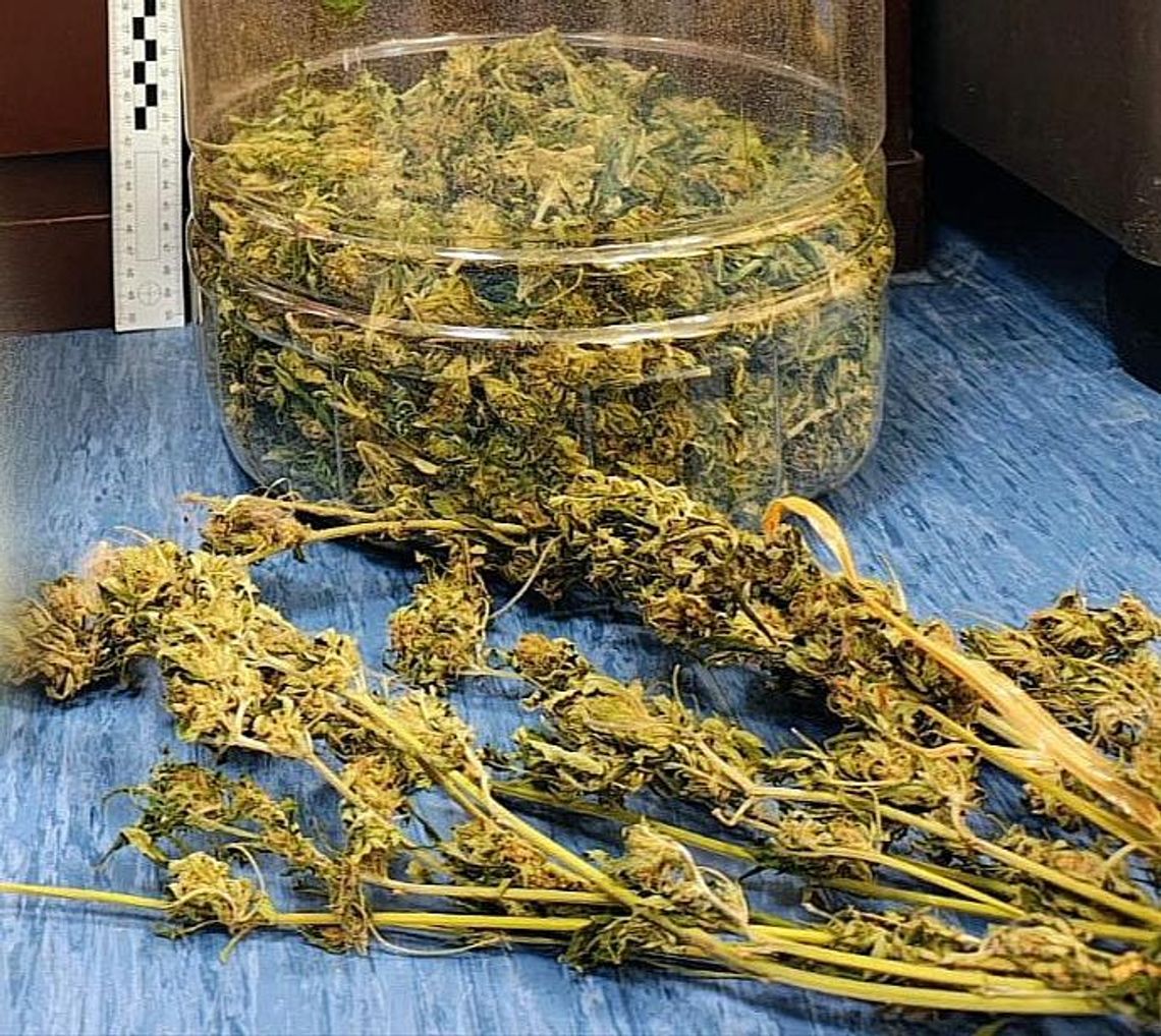 Pacanów, policjanci, funkcjonariusze z Rabki-Zdroju, narko-biznes, marihuana, konopie indyjskie, duża ilość narkotyków