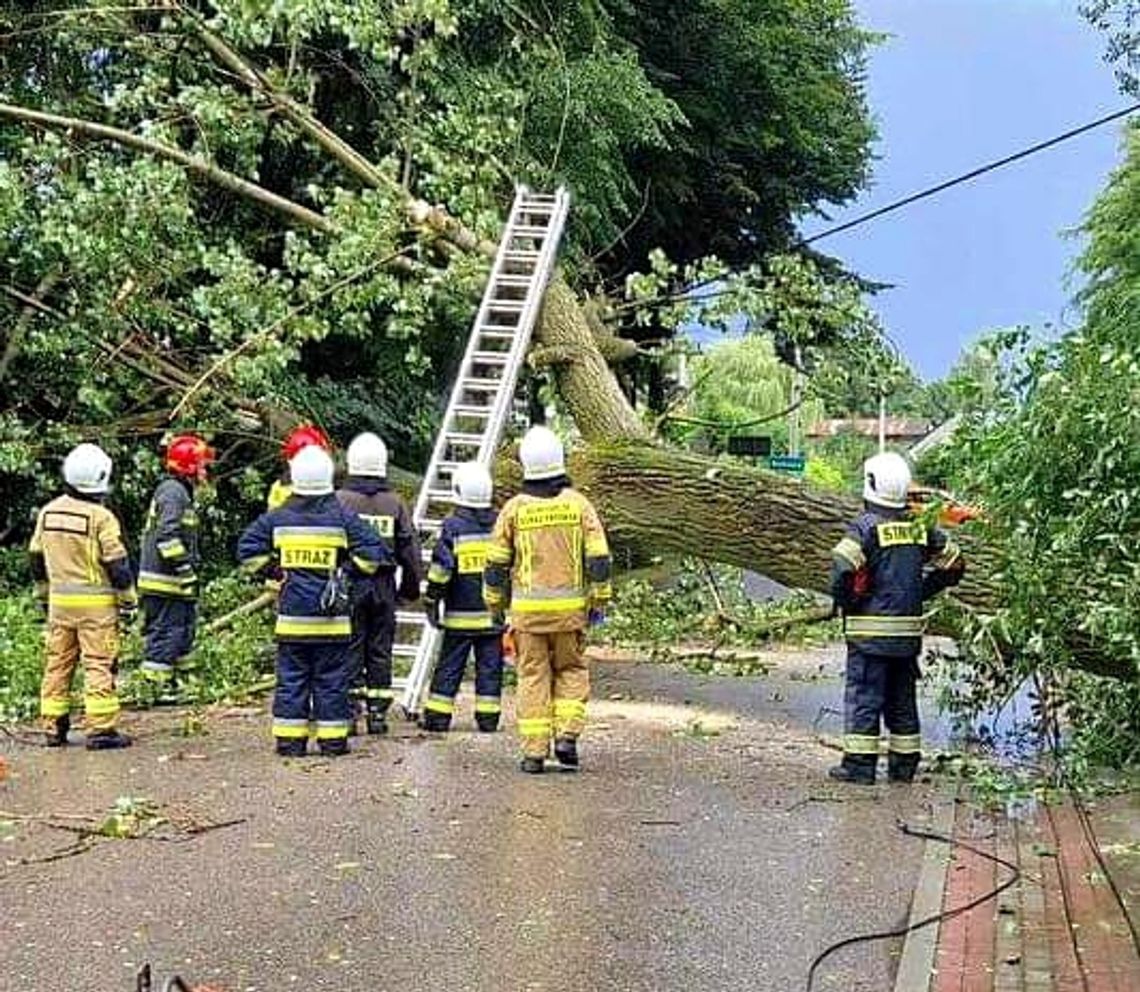 Na zdjęciu drzewo przewrócone na drogę po czwartkowych burzach