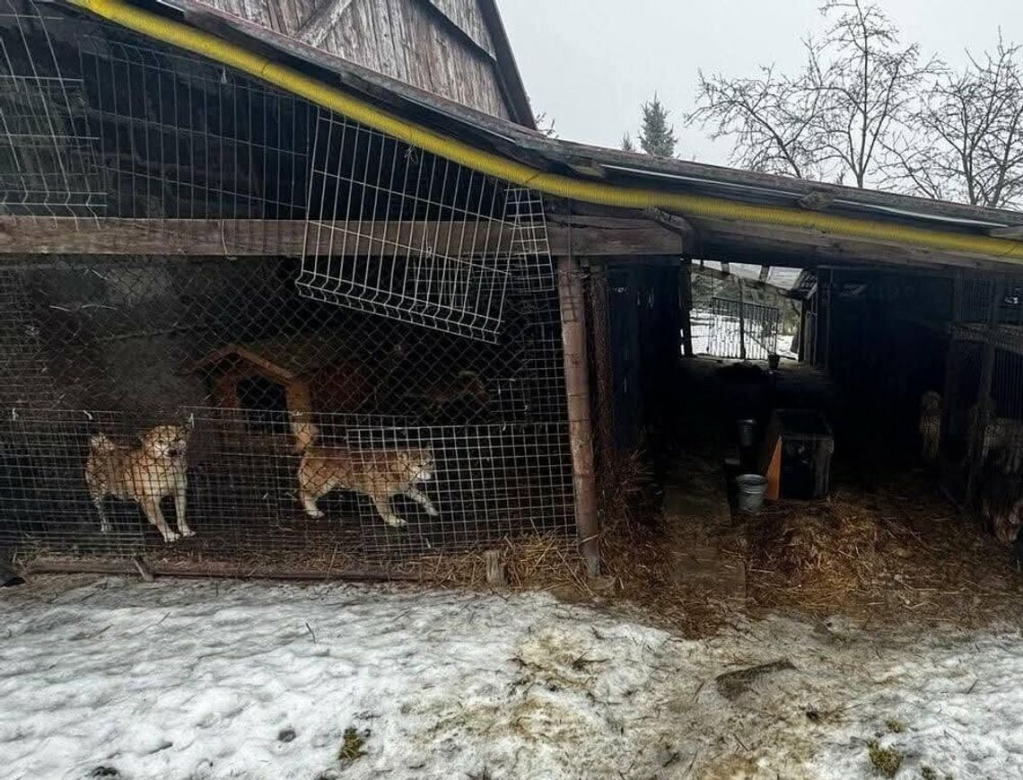 Wieliczka, gmina Wieliczka, psy żyły w skandalicznych warunkach, odebrane psy, powiat wielicki