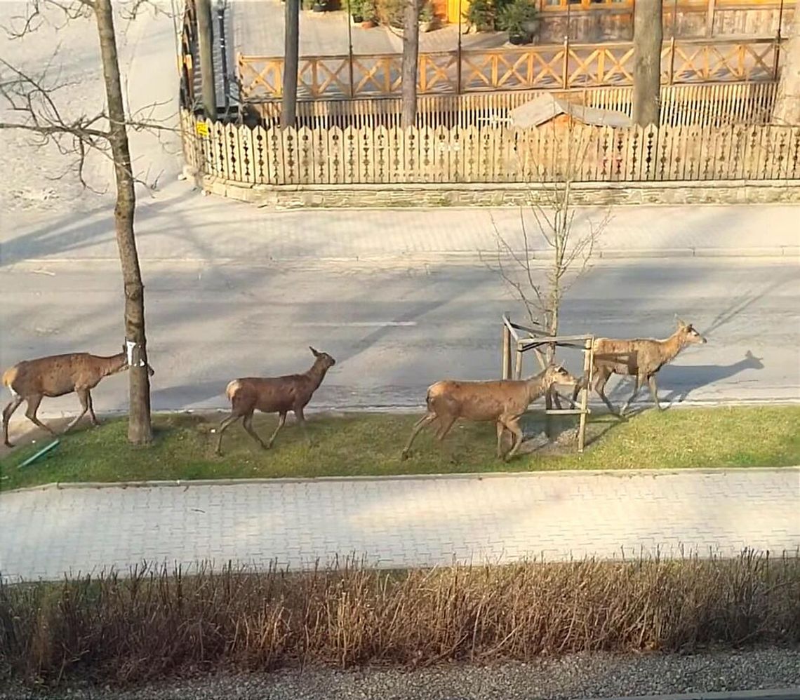 Jelenie i łanie na ulicach Zakopanego. Zagrożenie czy atrakcja?