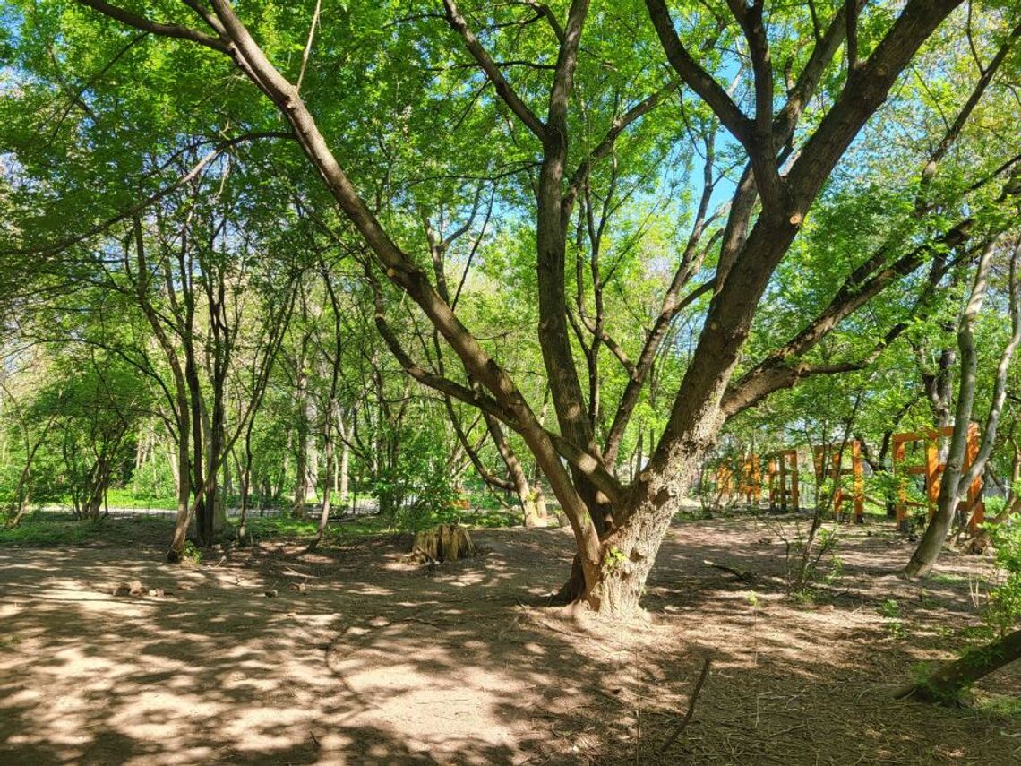 Park Łokietka w Krakowie, rewitalizacja terenu, nowy park na terenie Krakowa, park Łokietka, Kraków, inwestycja, budowa