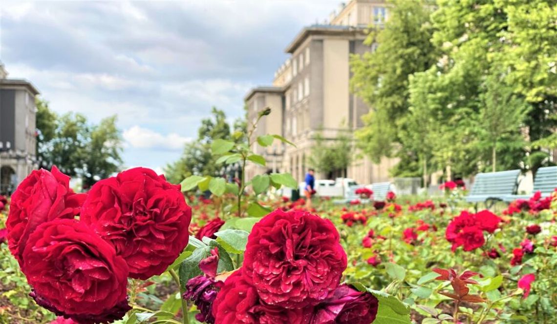 Już w sobotę 22 lipca spacer po nowohuckim rosarium