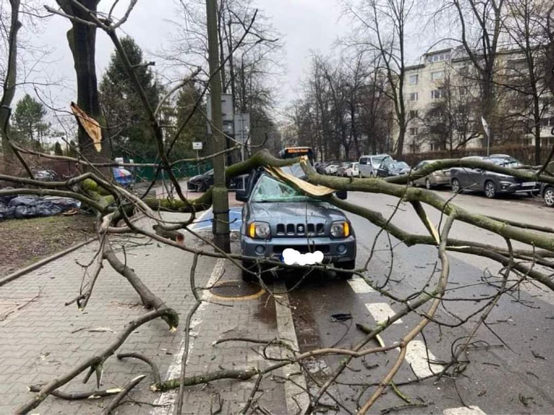 Na zdjęciu konary drzewa, które uszkodziły samochody na ulicy Senatorskiej w Krakowie