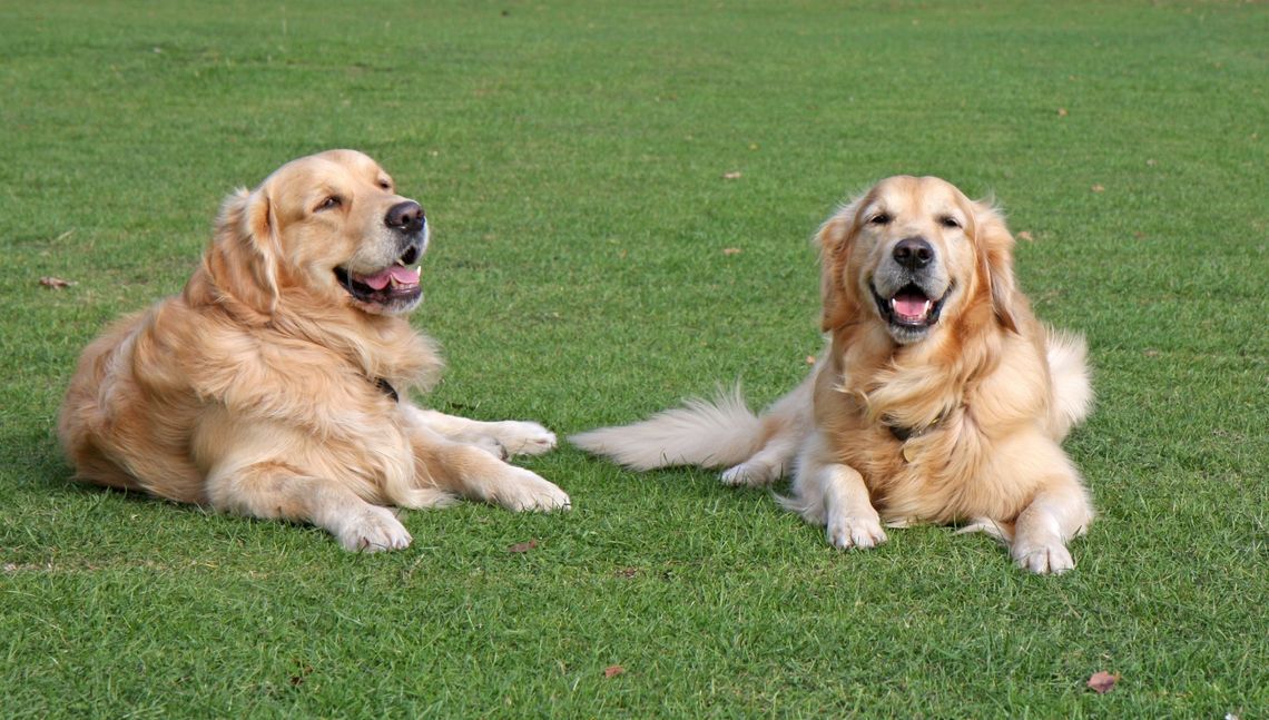 Psy Golden Retriever