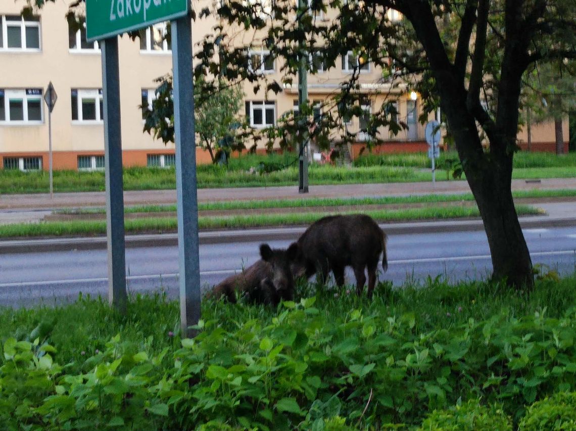 "Dziki" problem w Krakowie. Miasto powalczy z rosnącą populacją dzików po incydencie na Klinach Kraków walczy z rosnącą populacją dzików. Będzie więcej odłowni, odstrzałów i działań edukacyjnych