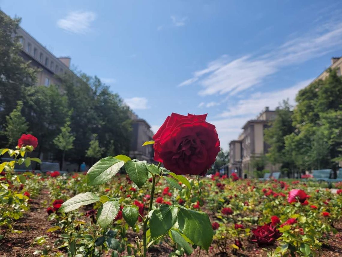 Na zdjęciu aleja Róż w Nowej Hucie