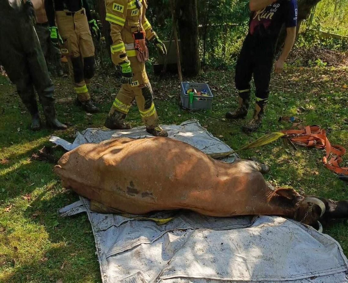 Krowa uratowana z błotnej pułapki w gminie Gromnik [FOTO]