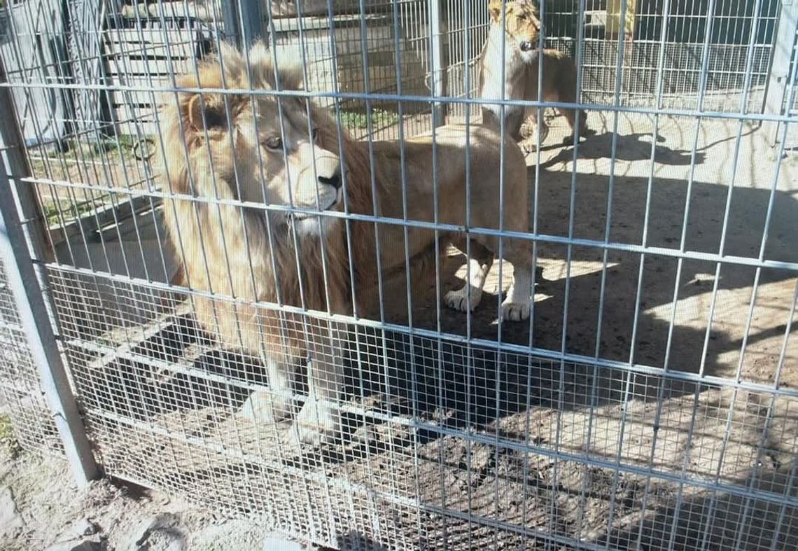 Czchów, powiat brzeski, Brzesko, tygrysy, lwy, zwierzęta egzotyczne, mieszkańcy Czchowa bronią mężczyzny