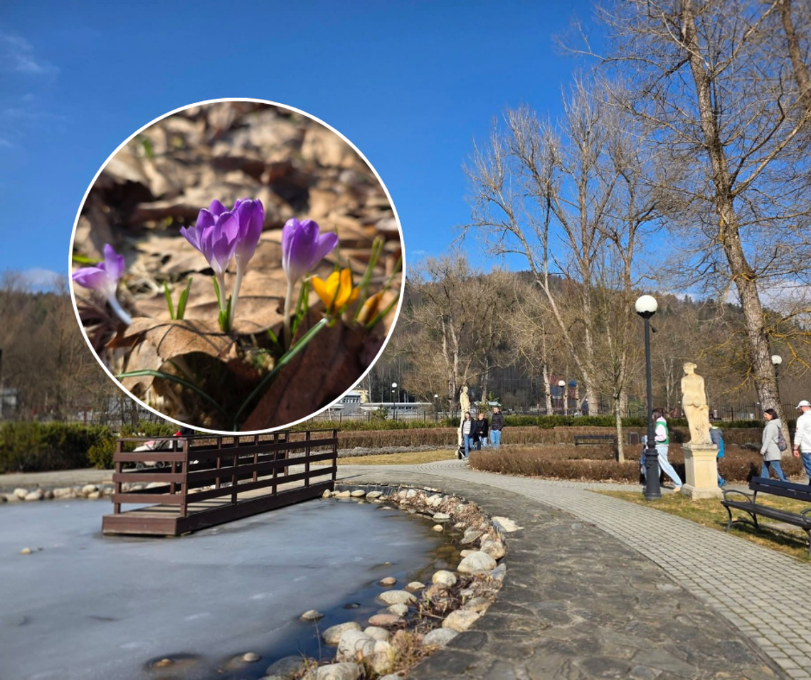 Muszyna, powiat nowosądecki, Sądecczyzna, krokusy, wiosna w Muszynie, Muszyna w Necie