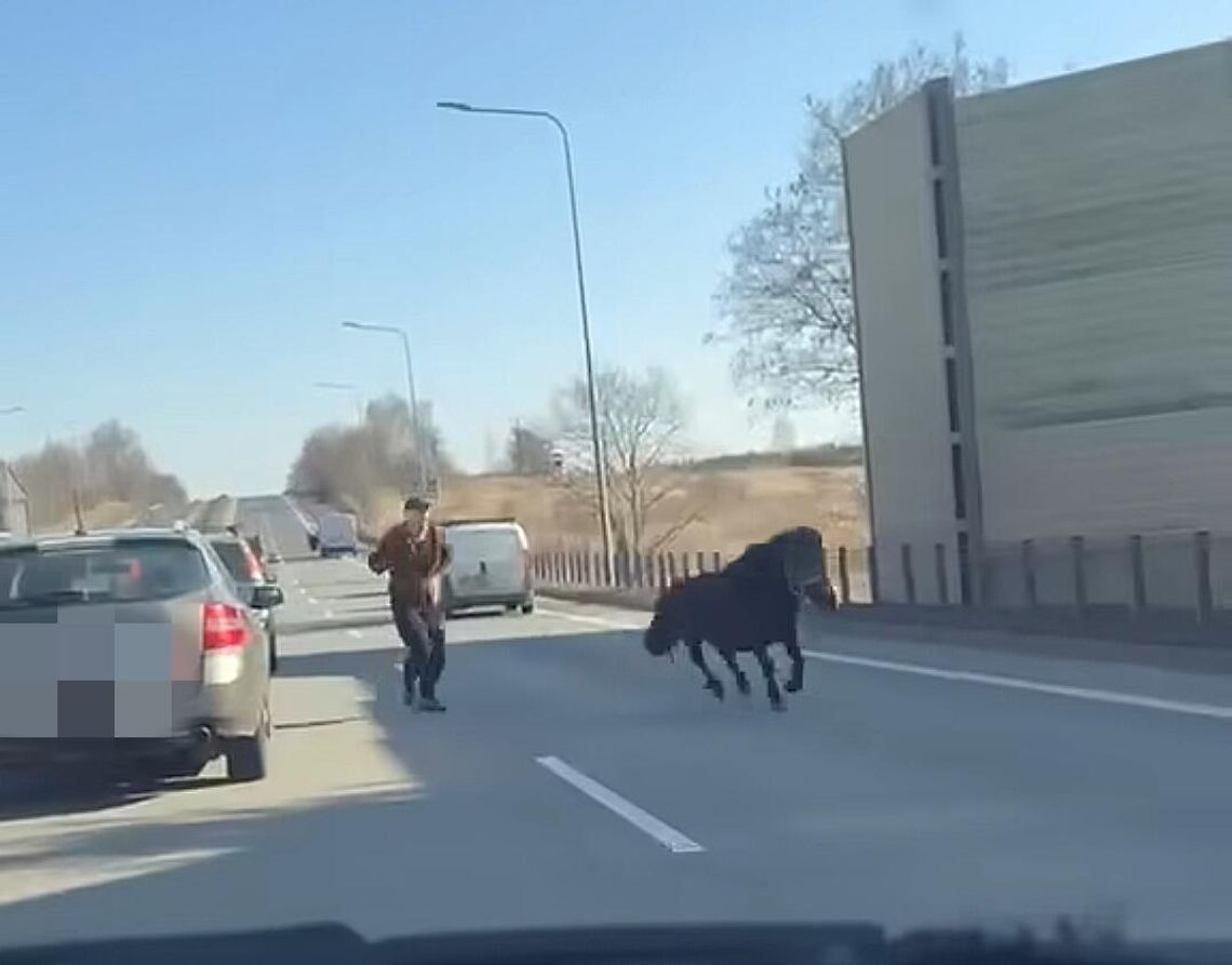 Koń, Dąbrowa Górnicza, Olkusz, DK94, na sygnale, spłoszony koń, spłoszone zwierzę