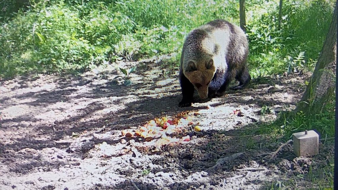 Na zdjęciu niedźwiedź uchwycony na fotopułapce w tarnowskich lasach