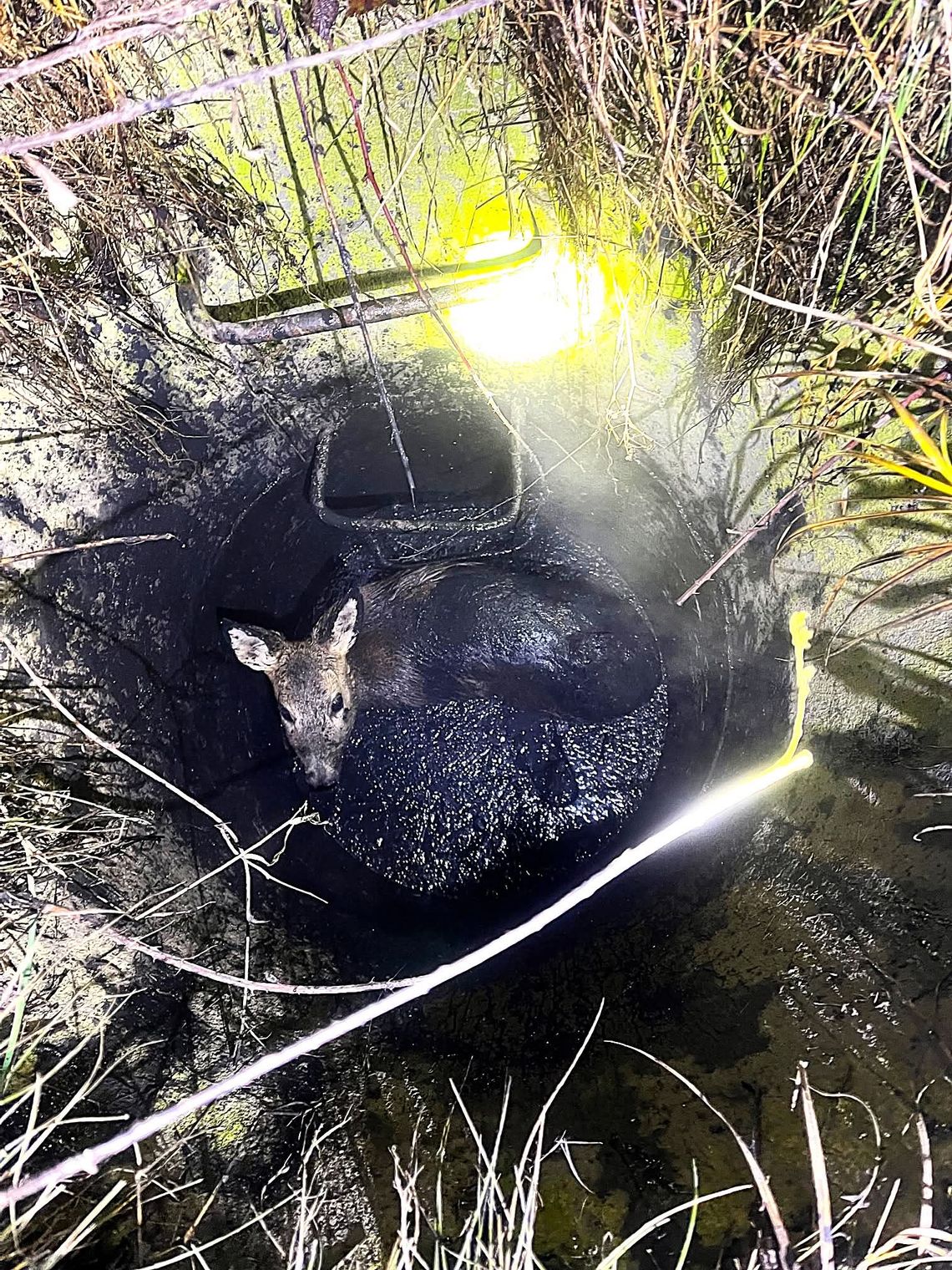 Sarna, Nowa Huta, nietypowa interwencja służb w Krakowie, interwencja strażaków, ulica Wielkich Pieców