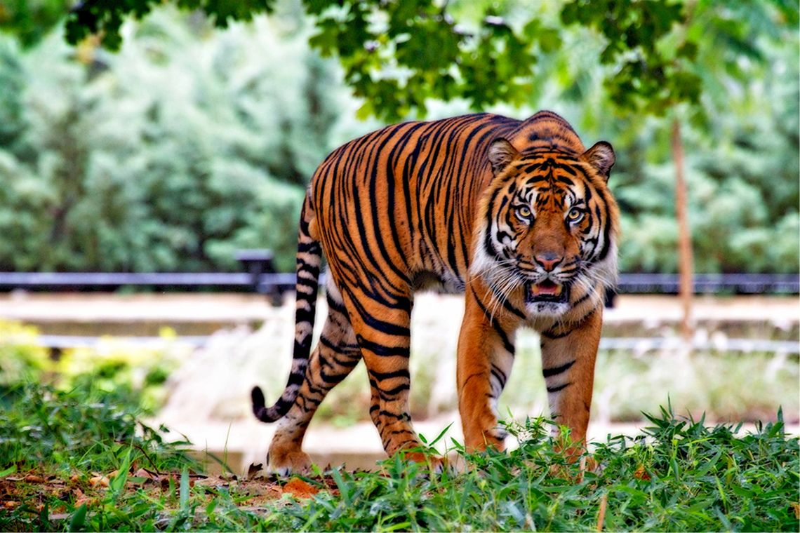 Tygrys sumatrzański