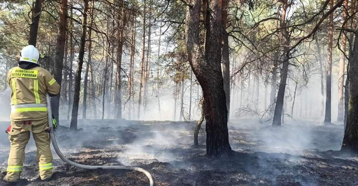 We wtorek strażacy walczyli z pożarem lasu w Olkuszu