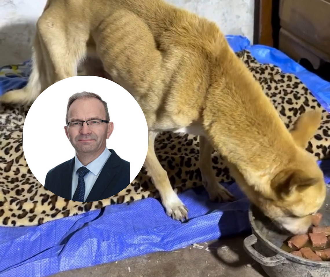 Leszek Świder, pies, zagłodzony pies, na sygnale, Rabka-Zdrój, DIOZ, Podhale