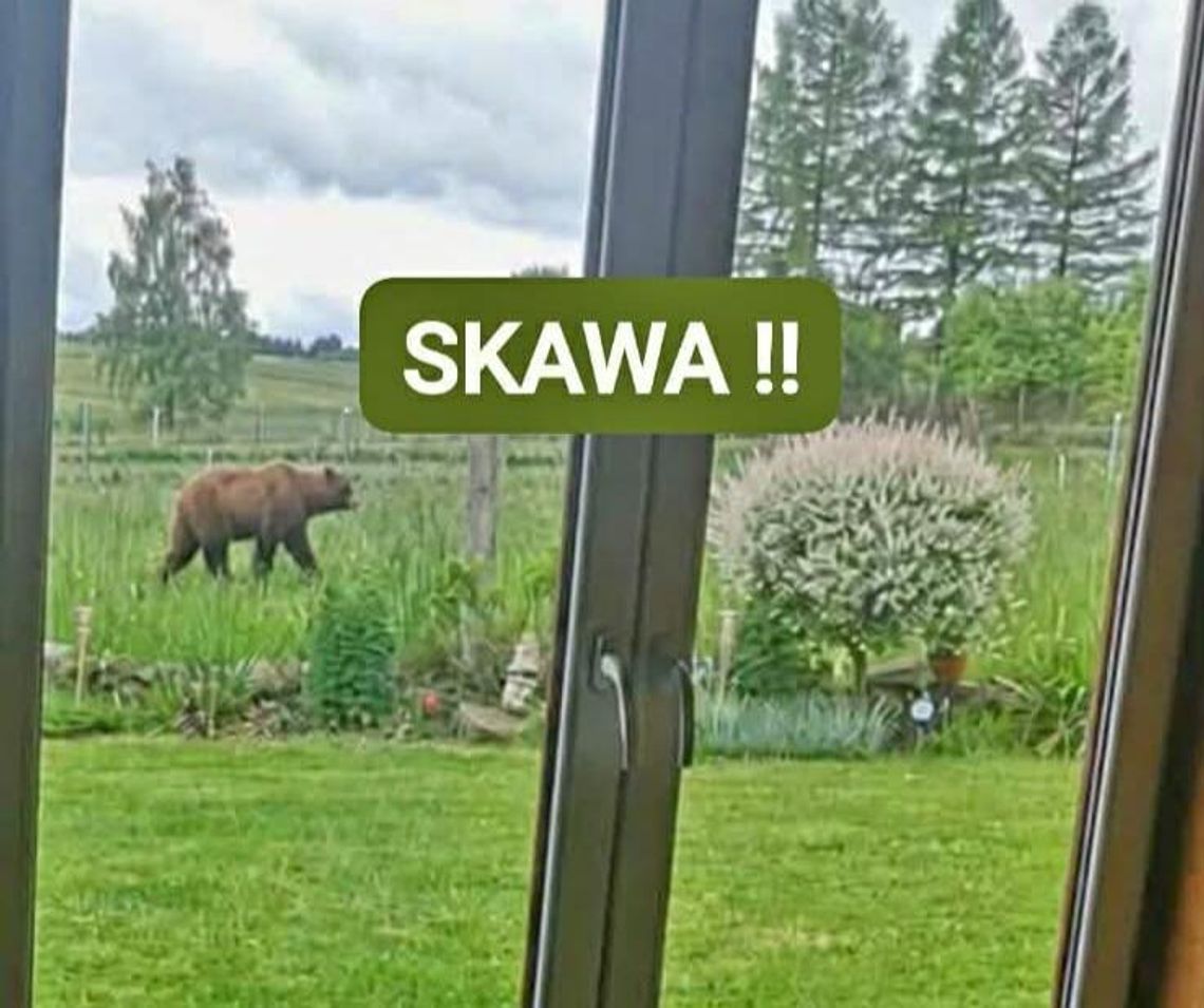 Pilne ostrzeżenie dla mieszkańców! Niedźwiedź brunatny grasuje między domami w Skawie Skawa, powiat nowotarski, gmina Raba Wyżna, na sygnale, niedźwiedź brunatny, ostrzeżenie