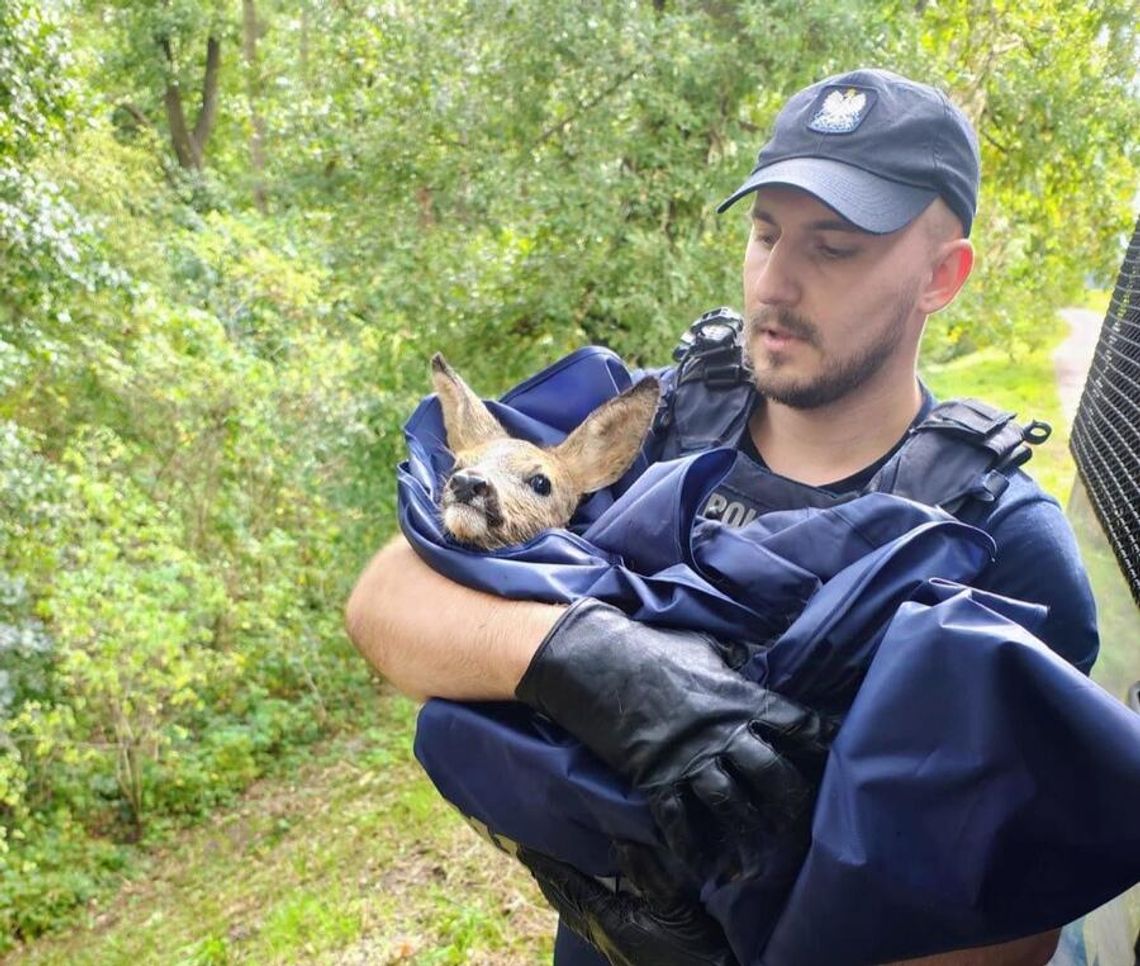 Policjanci z Krakowa bohaterami. Uratowali tonącą sarenkę w Słubicach