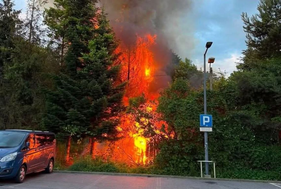 Pożar w Wieliczce. Ogień na terenie ogródków działkowych przy ulicy Kościuszki Wieliczka, ul Tadeusza Kościuszki, pożar w Wieliczce, ogródki działkowe, Lidl, akcja gaśnicza, zastępy straży pożarnej