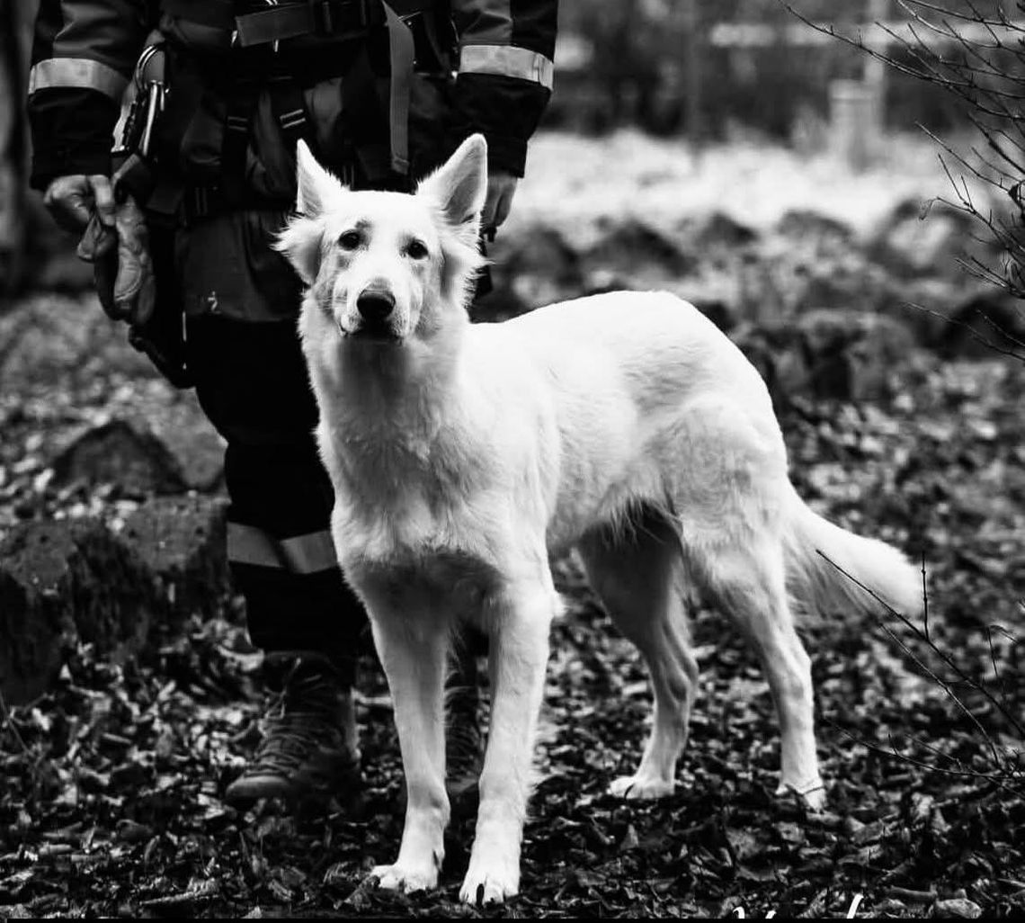 Bagira, Goszcza, OSP Goszcza, grupa poszukiwawczo-ratownicza, nie żyje pies ratownik, odszedł pies ratownik, nie żyje Bagira