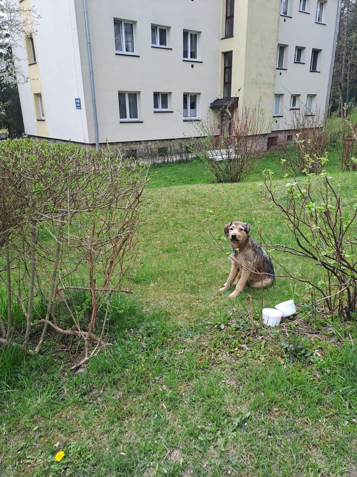 Rabka-Zdrój. Wypuścił psa z bagażnika na ulicy Słonecznej i uciekł